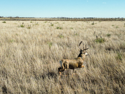 Farming, Ranching and Conservation Tracts for Sale in NM and TX - image 29