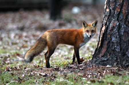 Lakefront and Golf Course Home in Gated Holly Lake Ranch in Texas - image 47