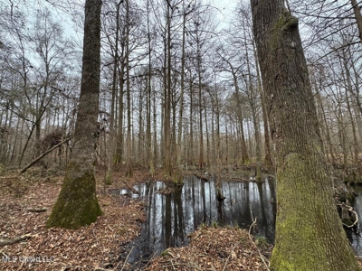 7035 Robertson Road Amite & Franklin County MS - image 37