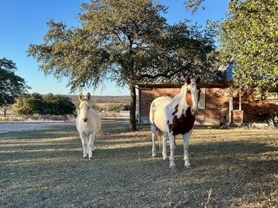 Country Home on Acreage with Horse Facilities in Rising Star TX - image 37