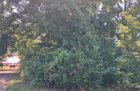 Subdivision Lot In Hardy Arkansas - image 3