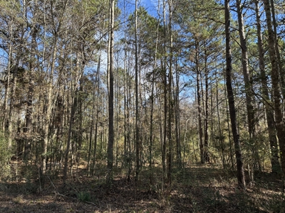 East Texas Hunting/Recreational High Fence Land For Sale - image 8