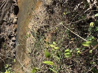 East Texas Hunting/Recreational High Fence Land For Sale - image 18