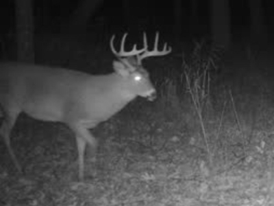 Secluded 40-Acre Property With Prime Hunting and Peaceful Country - image 27
