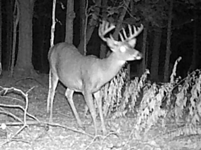Secluded 40-Acre Property With Prime Hunting and Peaceful Country - image 45
