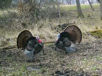 Secluded 40-Acre Property With Prime Hunting and Peaceful Country - image 47
