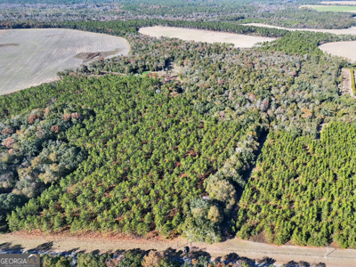 Timberland tract offering a mix of planted pine and natural woods - image 2