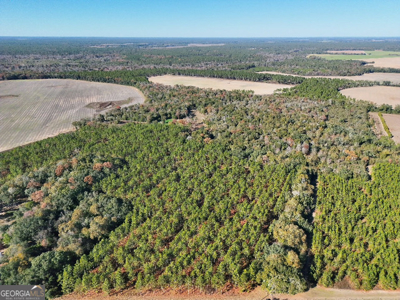 Timberland tract offering a mix of planted pine and natural woods - image 9