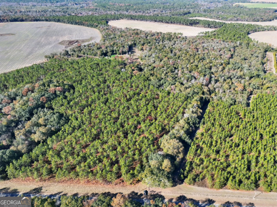 Timberland tract offering a mix of planted pine and natural woods - image 5