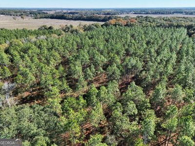 Timberland tract offering a mix of planted pine and natural woods - image 4