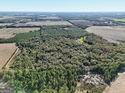 Timberland tract offering a mix of planted pine and natural woods - image 7