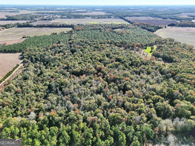 Timberland tract offering a mix of planted pine and natural woods - image 6
