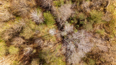 Prime Hunting Land | 240 Acres + Cabin | Missouri Ozarks - image 25