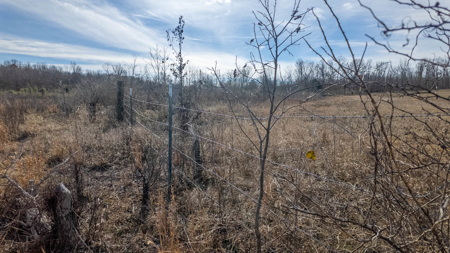 Prime Hunting Land | 240 Acres + Cabin | Missouri Ozarks - image 43
