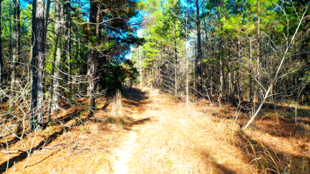 East Texas Recreational & Hunting Land with Lake - image 5