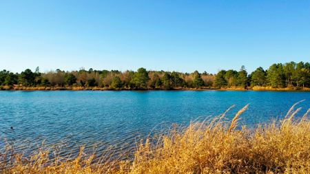 East Texas Recreational & Hunting Land with Lake - image 9