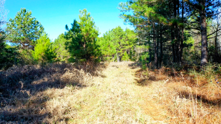 East Texas Recreational & Hunting Land with Lake - image 6