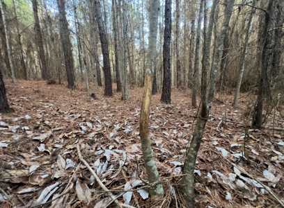 40 Acres For Sale in Choudrant, Louisiana - image 22