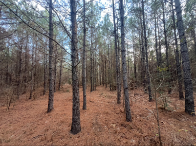 40 Acres For Sale in Choudrant, Louisiana - image 9