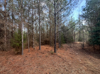 40 Acres For Sale in Choudrant, Louisiana - image 11