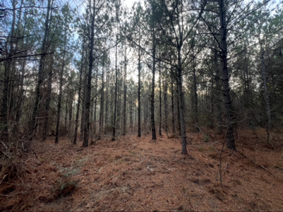 40 Acres For Sale in Choudrant, Louisiana - image 10