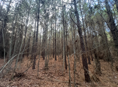 40 Acres For Sale in Choudrant, Louisiana - image 17