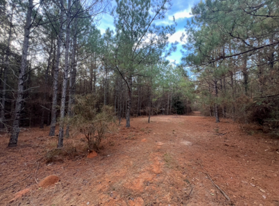 40 Acres For Sale in Choudrant, Louisiana - image 8