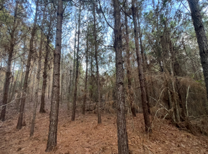 40 Acres For Sale in Choudrant, Louisiana - image 18