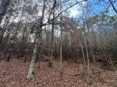 40 Acres For Sale in Choudrant, Louisiana - image 14