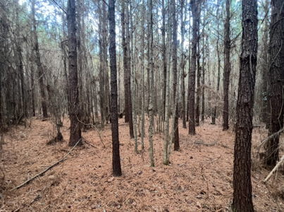 40 Acres For Sale in Choudrant, Louisiana - image 16