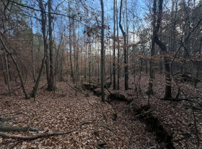 40 Acres For Sale in Choudrant, Louisiana - image 13