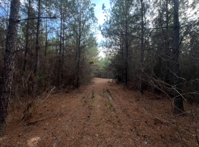 40 Acres For Sale in Choudrant, Louisiana - image 7