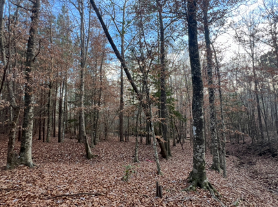 40 Acres For Sale in Choudrant, Louisiana - image 15