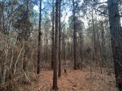 40 Acres For Sale in Choudrant, Louisiana - image 19