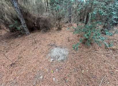 40 Acres For Sale in Choudrant, Louisiana - image 23