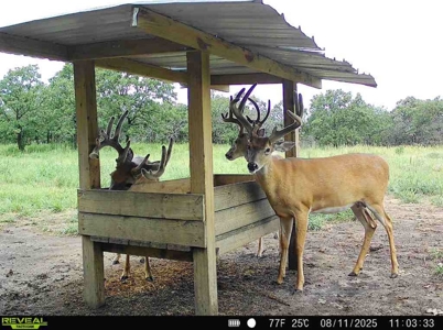 Exceptional Chautauqua County Kansas 320 ± Acres - image 6