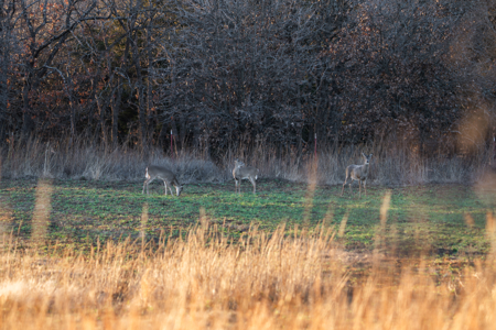 Exceptional Chautauqua County Kansas 320 ± Acres - image 41
