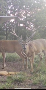 Exceptional Chautauqua County Kansas 320 ± Acres - image 2