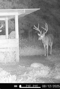 Exceptional Chautauqua County Kansas 320 ± Acres - image 7