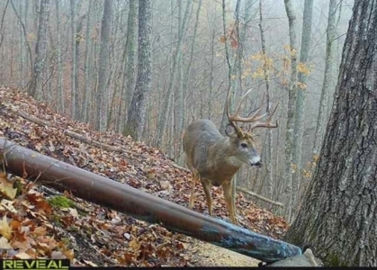 RARE HUNTING OPPORTUNITY: 383.163 +/- Acre Paradise - image 46