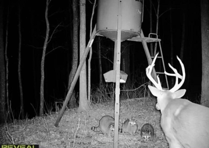 RARE HUNTING OPPORTUNITY: 383.163 +/- Acre Paradise - image 47