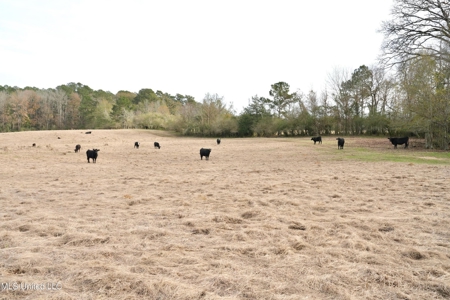 160 Acres in Lincoln County MS Near Brookhaven & I-55 - image 6