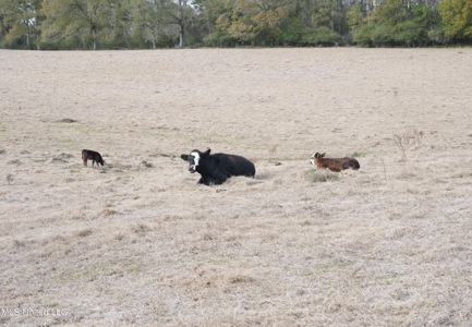160 Acres in Lincoln County MS Near Brookhaven & I-55 - image 5
