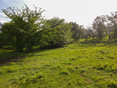 Home With 140± Acres For Sale El Dorado Springs Mo - image 36