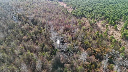 Hunter's Paradise for Sale in Eastern NC - image 18