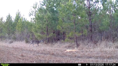 Hunter's Paradise for Sale in Eastern NC - image 6