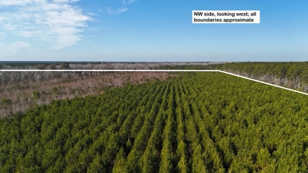 Hunter's Paradise for Sale in Eastern NC - image 7