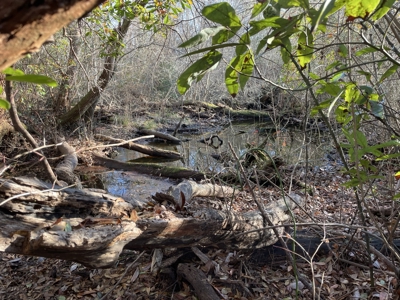 Hunter's Paradise for Sale in Eastern NC - image 49