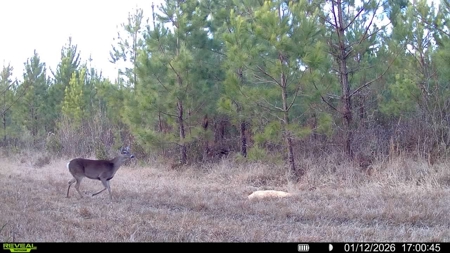 Hunter's Paradise for Sale in Eastern NC - image 3