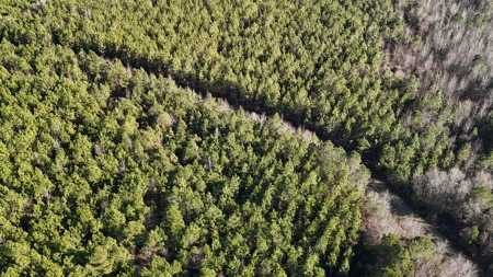 Hunter's Paradise for Sale in Eastern NC - image 40